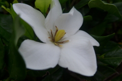 P1160891　くちなし
