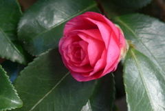 P1390337　山茶花