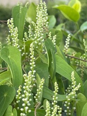 IMG_0187　ヤマイモ