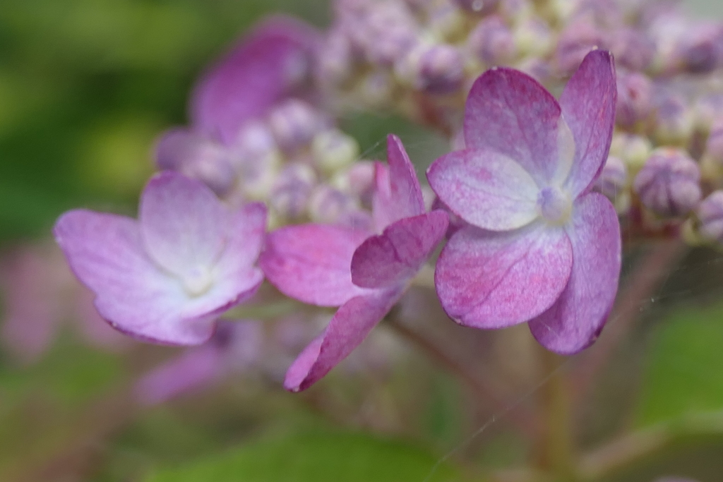 P1023753　愛らしく