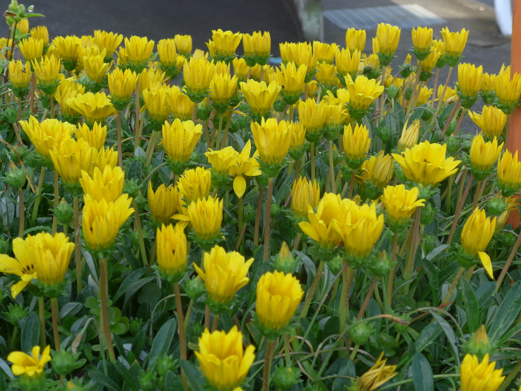 P1150162　希望