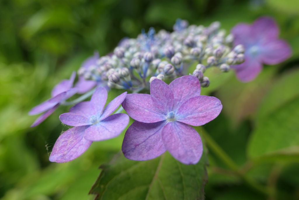 P1045798　紫陽花