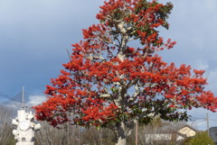 P1390456　赤い実