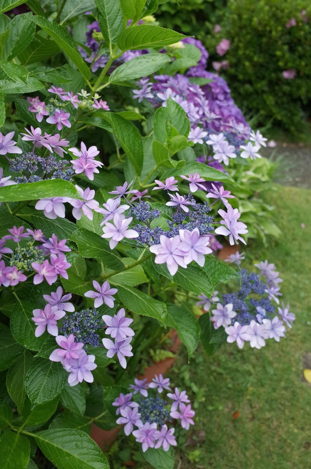 R0352489　ダンスパーティー