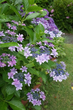 R0352489　ダンスパーティー