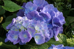 P1046042　紫陽花