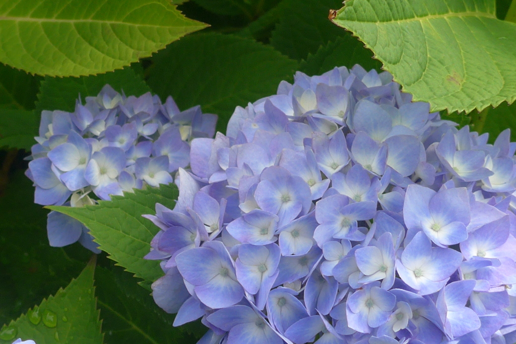 P1160020　爽やかに