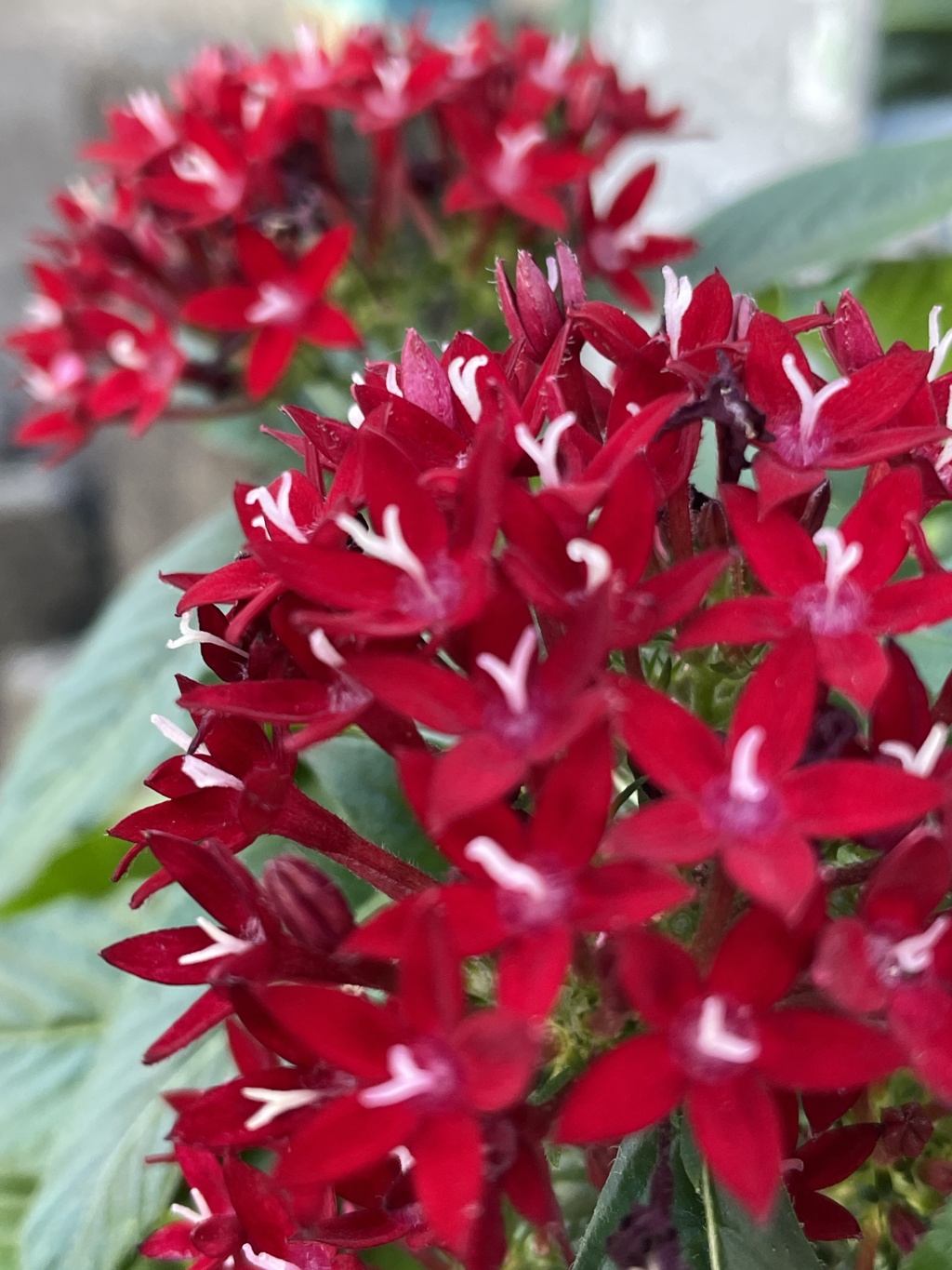 IMG_0246　ペンタス