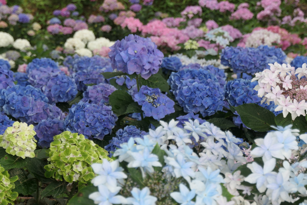 P1023905　可睡ゆりの園にて