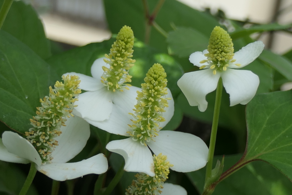 P1045864　おしゃべり