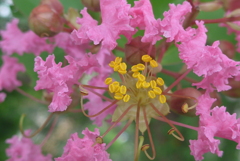 P1280052　サルスベリ