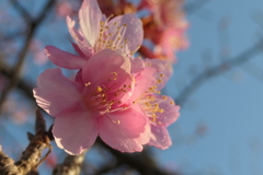 P1034919　冬の桜