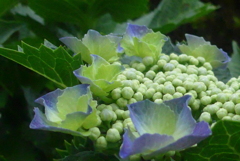 P1230109　公園の紫陽花