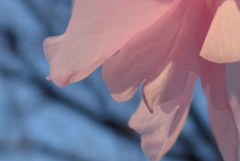 P1070955　花衣♪