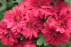 P1069459　菊