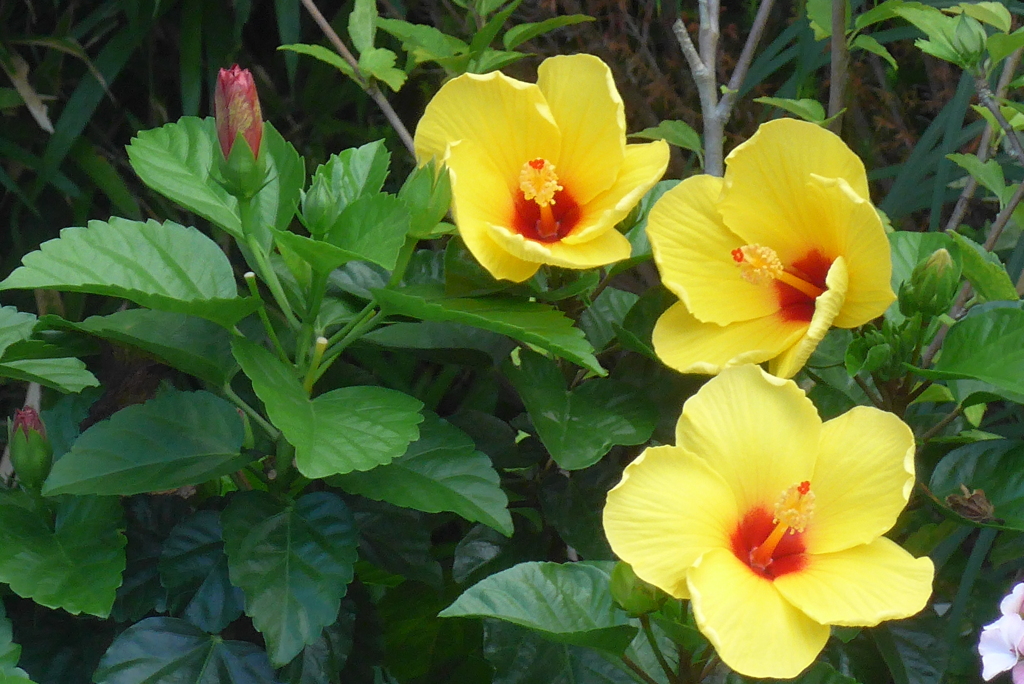 P1310060　ハイビスカス