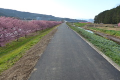 P1200347　桜咲く散歩道