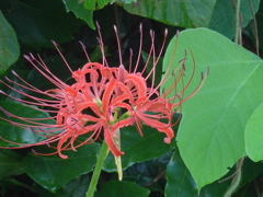 P1180174　彼岸花