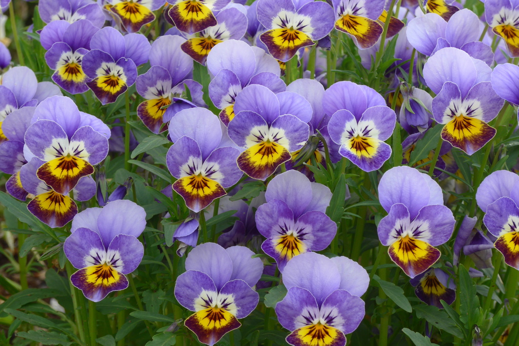 P1210882　ビオラ