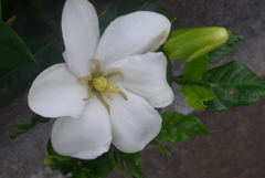 P1270595　くちなし