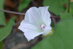 P1390043　マメアサガオ