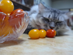 ミニトマトとねこさん