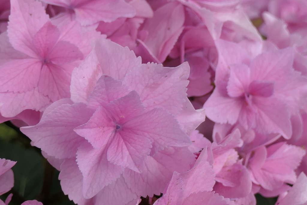 P1023896　可睡ゆりの園にて