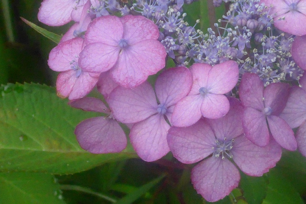 P1230808　かわいいヤマアジサイ