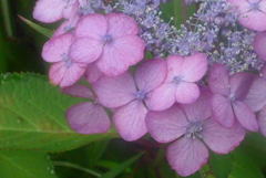 P1230808　かわいいヤマアジサイ