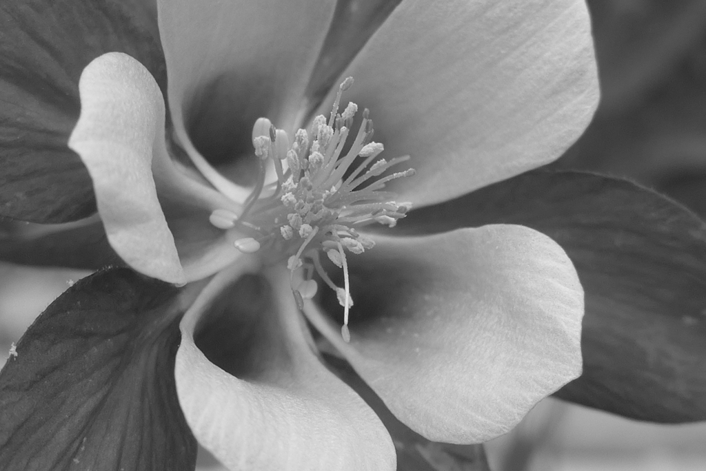 P1220750　オダマキ