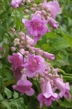 P1080883　ピンクノウゼンカズラ