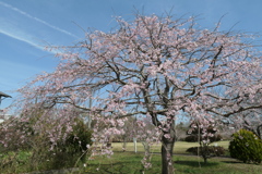P1023558　枝垂れ桜