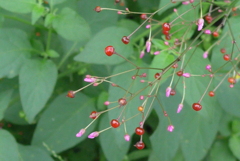 P1310330　秋の散歩道で