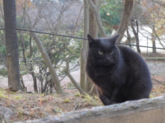 クロネコちゃん