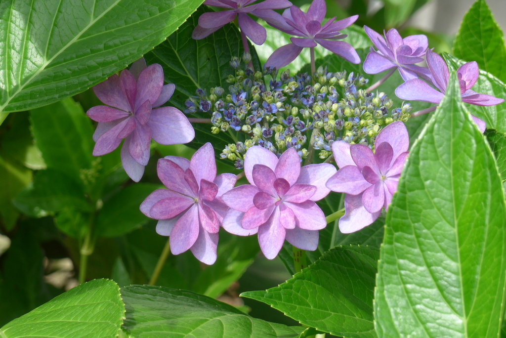 P1230329　あじさい