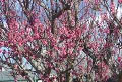 P1390455　春を告げる