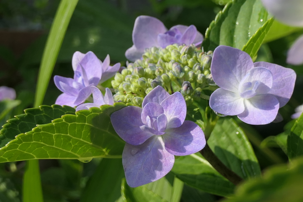 P1068733　紫陽花