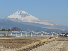 P1070186　１月31日 今日の富士山