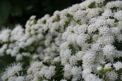 P1057123　横浜イングリッシュガーデンにて