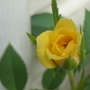 P1069204　ミニバラ
