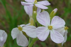 P1300124　大根の花