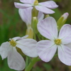 P1300124　大根の花