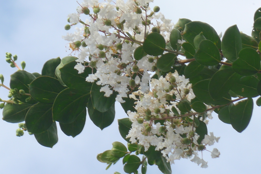 P1330902　サルスベリ