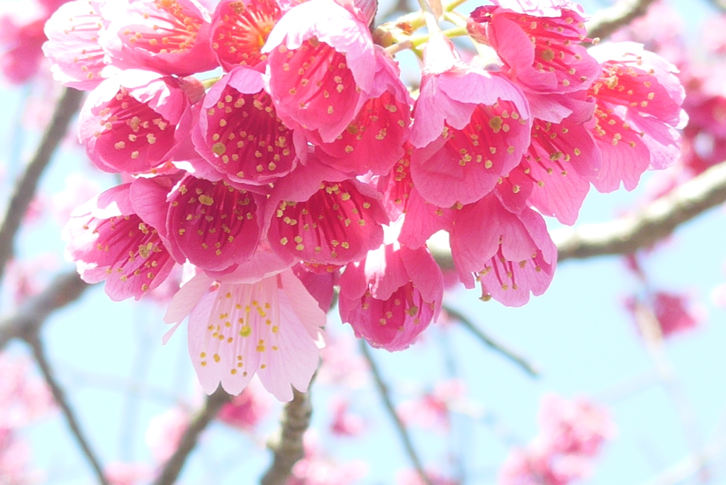 P1140075　華やか♪