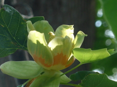 P1150343　木漏れ日に…