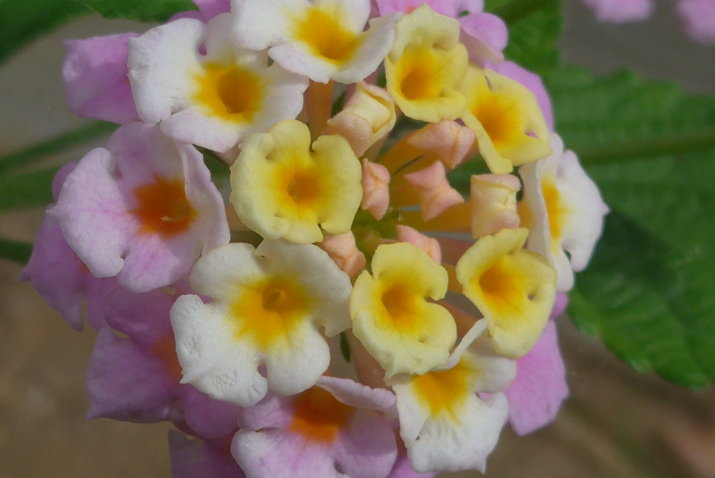 P1160008　ランタナ