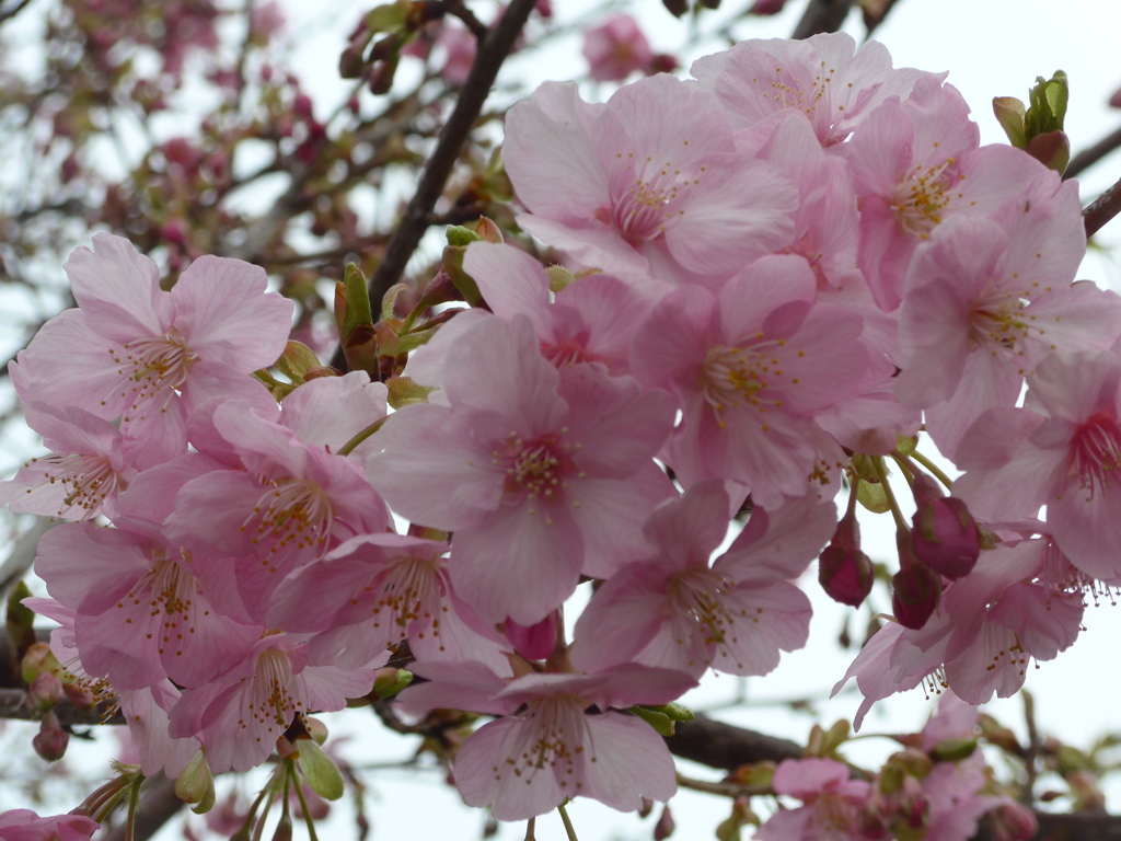 P1130728　河津桜
