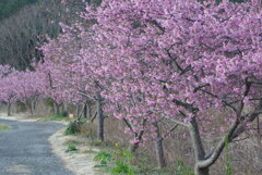P1200309　桜の散歩道