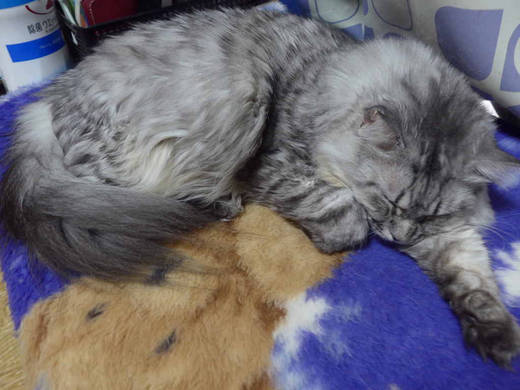 眠くて…