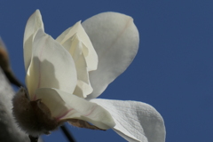 P1023451　コブシ